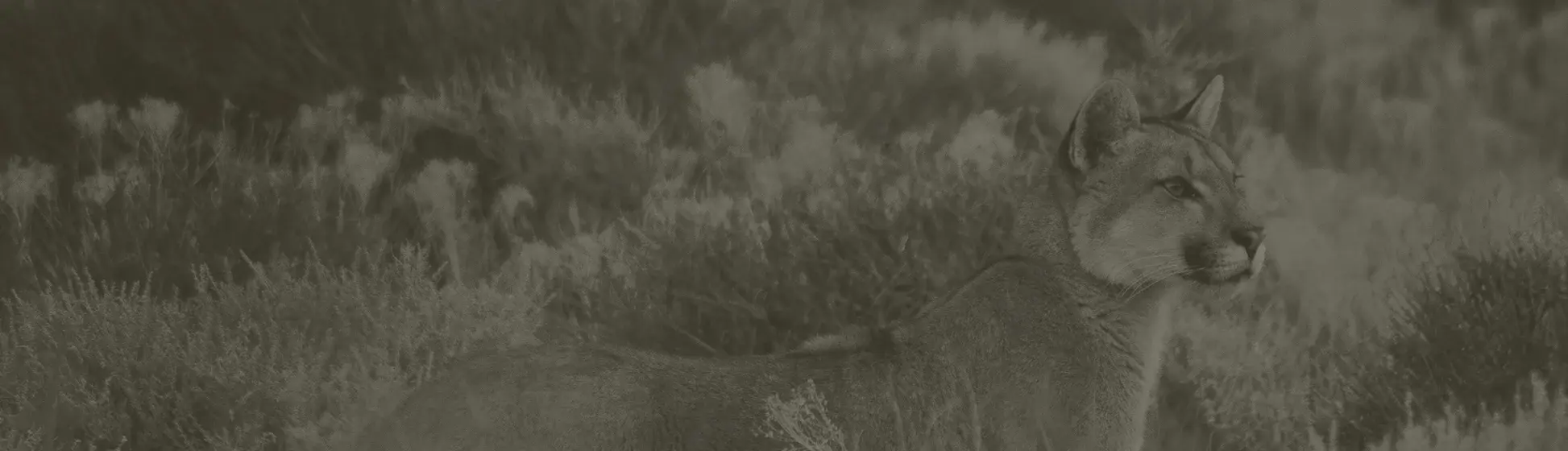 Values background grass