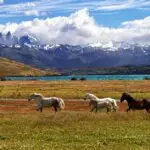Scenic view of horses grazing near a mountain lake in Torres del Paine, Chile.